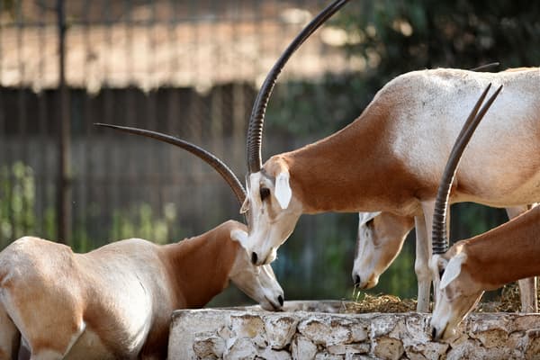 Des Oryx algazelles dans un enclos du zoo de Gizeh, au Caire, le 23 novembre 2016.
