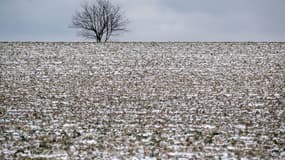 Un champ couvert par une fine couche de neige le 8 janvier 2024 à Reiningue, dans l'est de la France. 