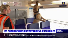 Les chiens démineurs s'entraînent à Saint-Charles 