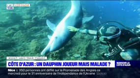Côte d'Azur: un dauphin à la rencontre de plongeurs, une approche anormale