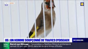 Hautes-Alpes: un homme soupçonné de trafic d’oiseaux protégés interpellé