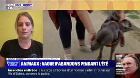 Selon Sara Suede (association Woof'in), "on peut monter à 10 abandons d'animaux par jour pendant l'été", contre 4 le reste de l'année 