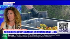 Alpes-Maritimes: la sécheresse a avancé les vendanges de deux semaines