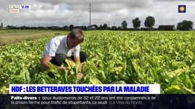 Betteraves ravagées par un puceron vert: les agriculteurs réclament le retour d'un insecticide