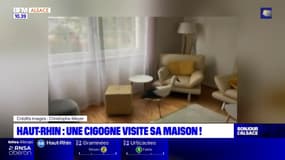 Haut-Rhin: un élu retrouve une cigogne dans son salon 