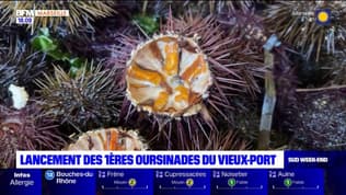 Marseille: premières oursinades au Vieux-Port
