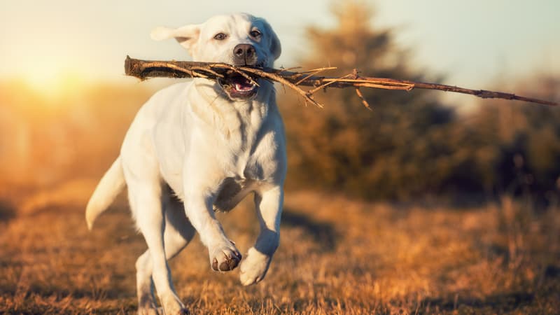 De plus en plus de propriétaires d'animaux domestiques se tournent vers l'alimentation ménagère, une bonne idée à compléter.
