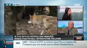 "C'est clair que ce sont les actions humaines qui sont essentiellement responsables de ce qu'il se passe (...) c'est fou la quantité d'espaces de végétation qui disparaît dans la construction"