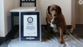 Âgé de 30 ans, Bobi est le plus vieux chien au monde selon le Guinness des records