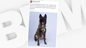 La photographie du chien qui a participé à l'assaut américain contre le chef de Daesh.