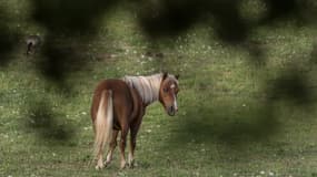 Un cheval (Photo d'illustration)