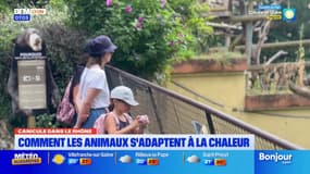 Comment l'espace zoologique de Saint-Martin-La-Plaine gère l'épisode caniculaire? 