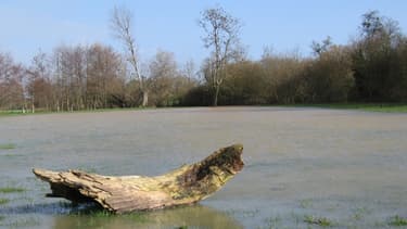 Dans les grandes cultures de blé, d'orge ou d'avoine, "de nombreux hectares de céréales sont versés".