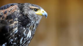 La buse de Harris est photographiée au zoo d'Amnéville, dans l'est de la France, le 5 juin 2012.