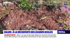 Gorges de Daluis: à la découverte des lézards ocellés