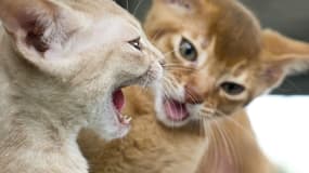 Compétition de chats à Moscou, le 6 juillet 2013