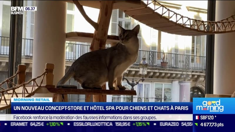 Un nouveau concept-store et hôtel spa pour chiens et chats à Paris