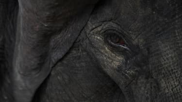 Un éléphant tué dans l'accident d'un camion de cirque