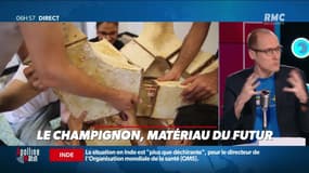 La chronique d'Anthony Morel : Le champignon, matériau du futur - 27/04