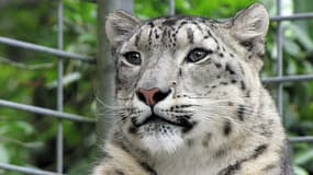 Une panthère des neiges, au zoo d'Arcachon, le 19 juillet 2014