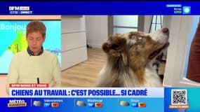 BFM Nord et vous: peut-on emmener son chien au travail?