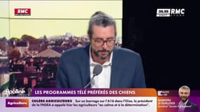 On n'a pas osé vous en parler : Les programmes télé préférés des chiens - 29/01