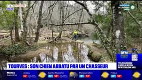 Var: un chien tué par balle lors d'une promenade, son propriétaire soupçonne un tir de chasseur