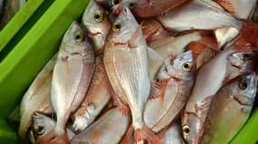 Des poissons à bord d'un bateau de pêche au large de Guéthary, au Pays basque, le 14 janvier 2024.