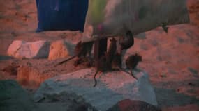 A la nuit tombée, les rats font bombance des poubelles de la plage de Cannes.