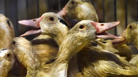 L'influenza aviaire hautement pathogène a touché le pays du foie gras de 2015 à 2017 puis quasiment en continu depuis fin 2020.