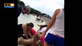 Elle sauve un chien grâce à un massage cardiaque