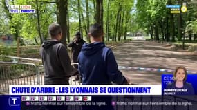 Chute d'arbre : les lyonnais se questionnent