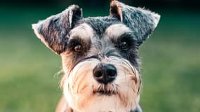 Un chien schnauzer nain, à Londres, le 6 juin 2019 (ILLUSTRATION)