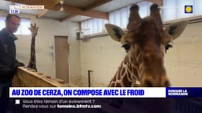 Le zoo de Cerza s'adapte face au froid hivernal et à la neige