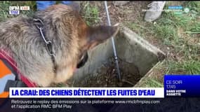Var: des chiens détectent les fuites d'eau à La Crau