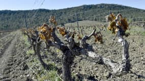 Des pieds de vigne détruits par l'épisode de gel à Estagel, près de Perpignan, le 13 avril 2021