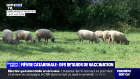 Fièvre catarrhale: un retard de vaccination inquiète les éleveurs 