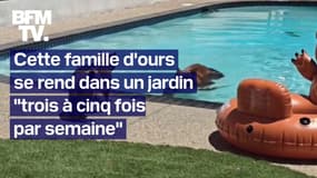 À Los Angeles, cette famille d'ours se rend dans un jardin plusieurs fois par semaine