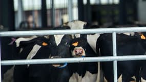Des vaches de la fameuse ferme dite des "1.000 vaches" à Drucat en Picardie, le 30 mai 2015. 