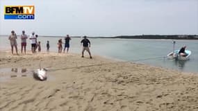 Des vacanciers sauvent un requin blanc échoué sur une plage à Boston