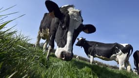 Des vaches laitières (photo d'illustration).