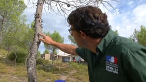Fabien Brochierro, responsable de l'unité forêt et chasse de l'Hérault, explique comment tailler un arbre à Saint-Bauzille-de-Montmel, le 27 juillet 2017 .