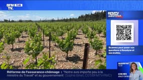 Pourquoi demande-t-on aux viticulteurs d'arracher leurs vignes? BFMTV répond à vos questions