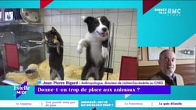 Le pape regrette que les animaux de compagnie "remplacent parfois les enfants" : "Il ne faut pas traiter les animaux comme les humains" rappelle Jean-Pierre Digard, Anthropologue et directeur de recherches émérite au CNRS. 
