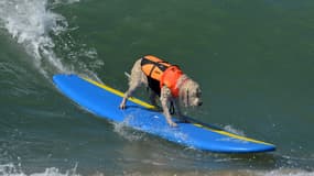 Un chien surfeur à Huntington Beach, en Californie, dimanche 28 septembre 2014.