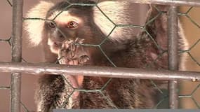 Marseille : deux singes volés au zoo de La Barben