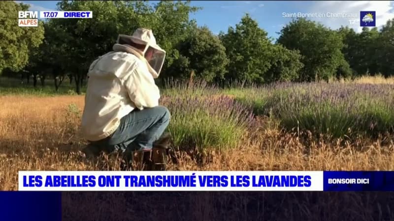 Banon: les abeilles ont transhumé vers les lavandes