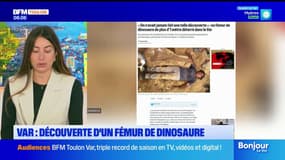 Var: le fémur d'un dinosaure découvert dans le département