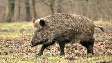 Un sanglier