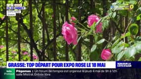 Grasse: l’Expo Rose met en valeur les roses du 18 au 21 mai
